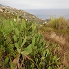 Plants: image 110 Of 208 Thumb